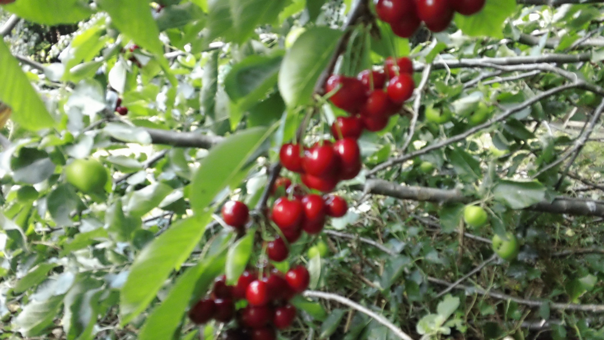 Fruit Trees