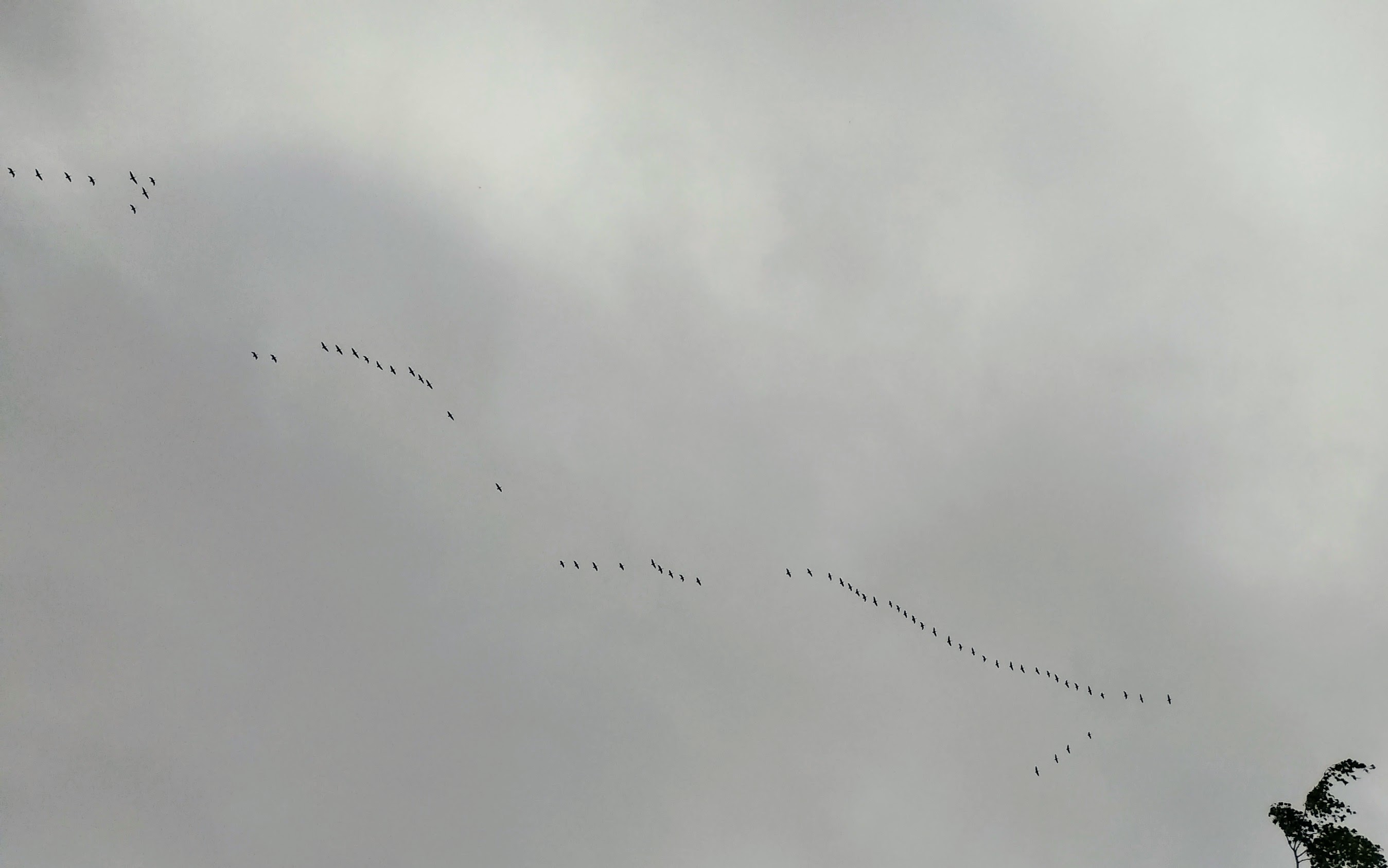 Flock of Birds