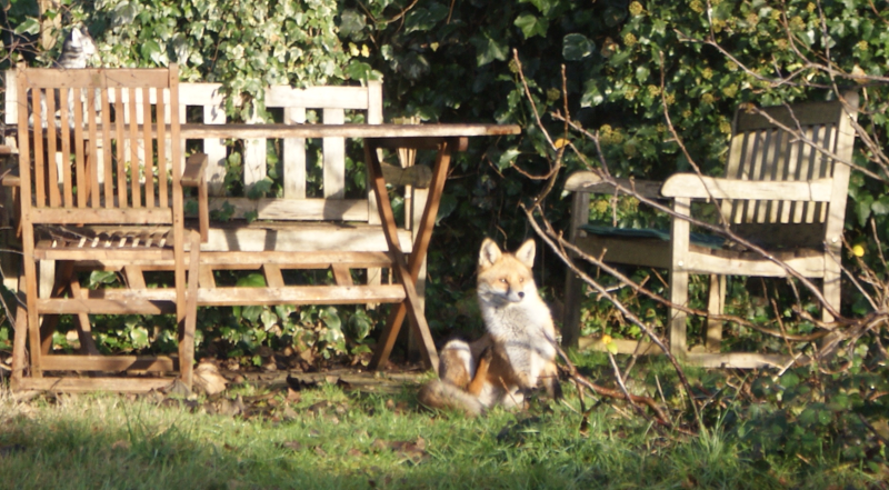 Urban Liverpool Foxes